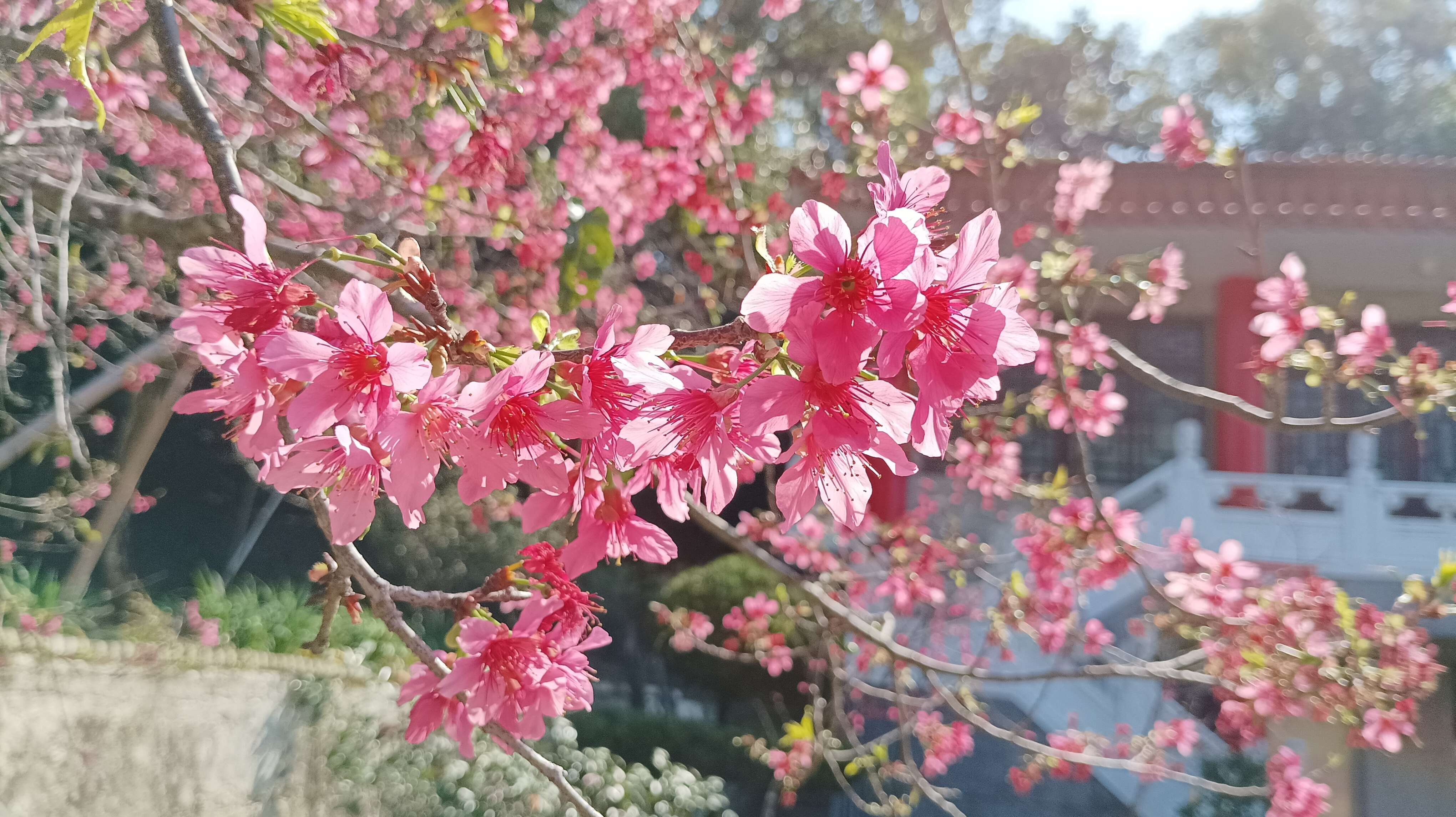 花壇虎山巖花朵