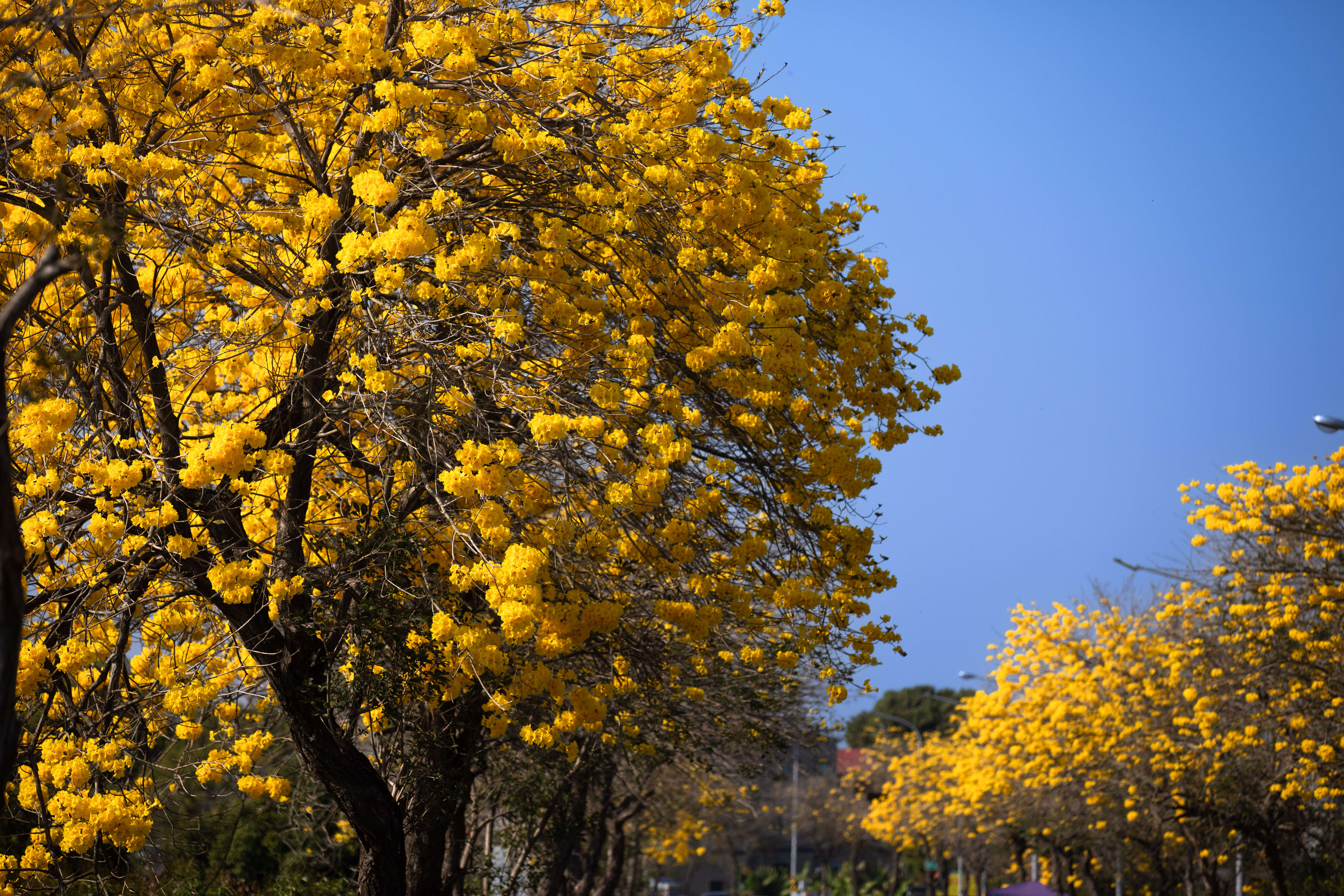 黃花風鈴木