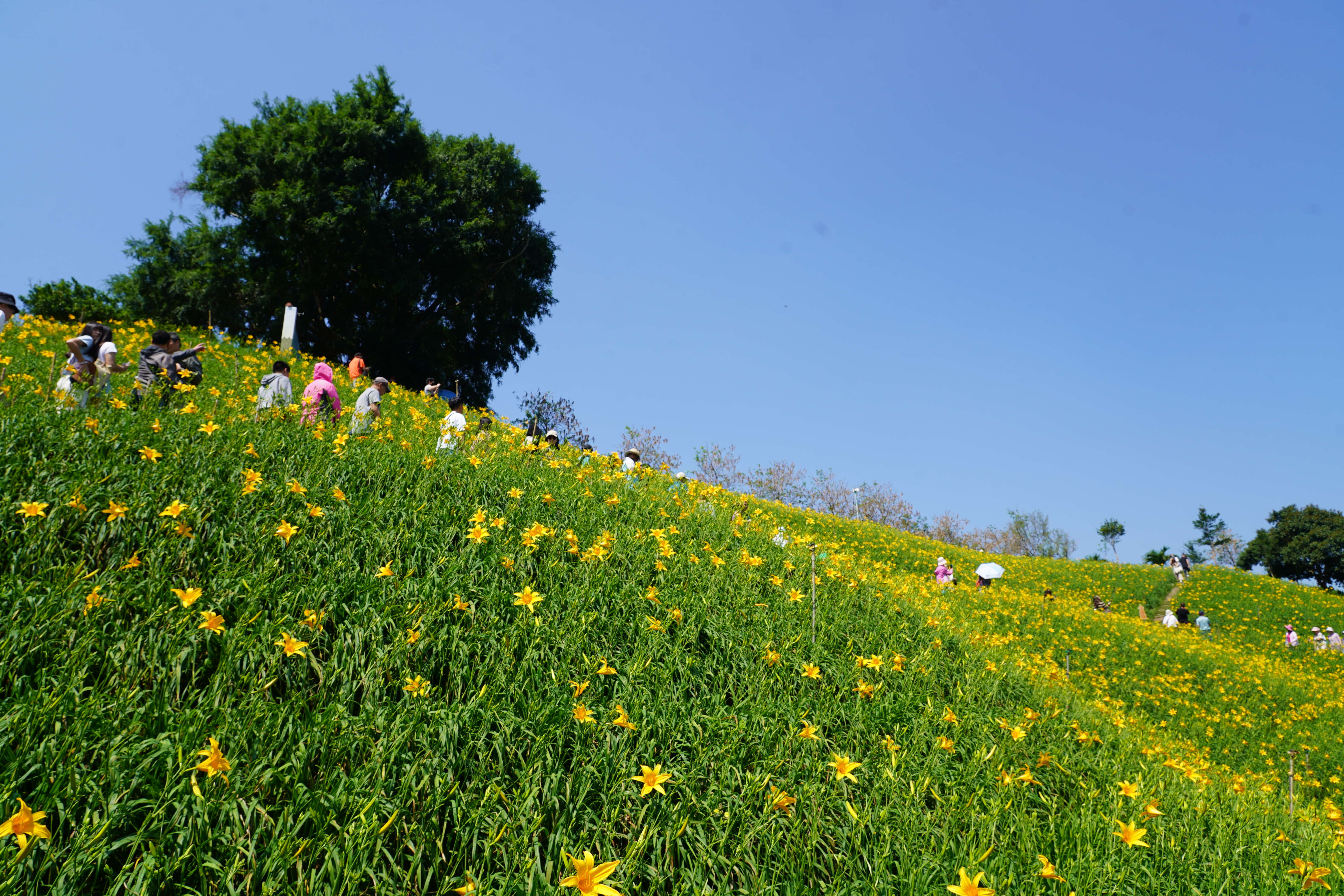 彰化花壇虎山巖金針花季滿山花朵