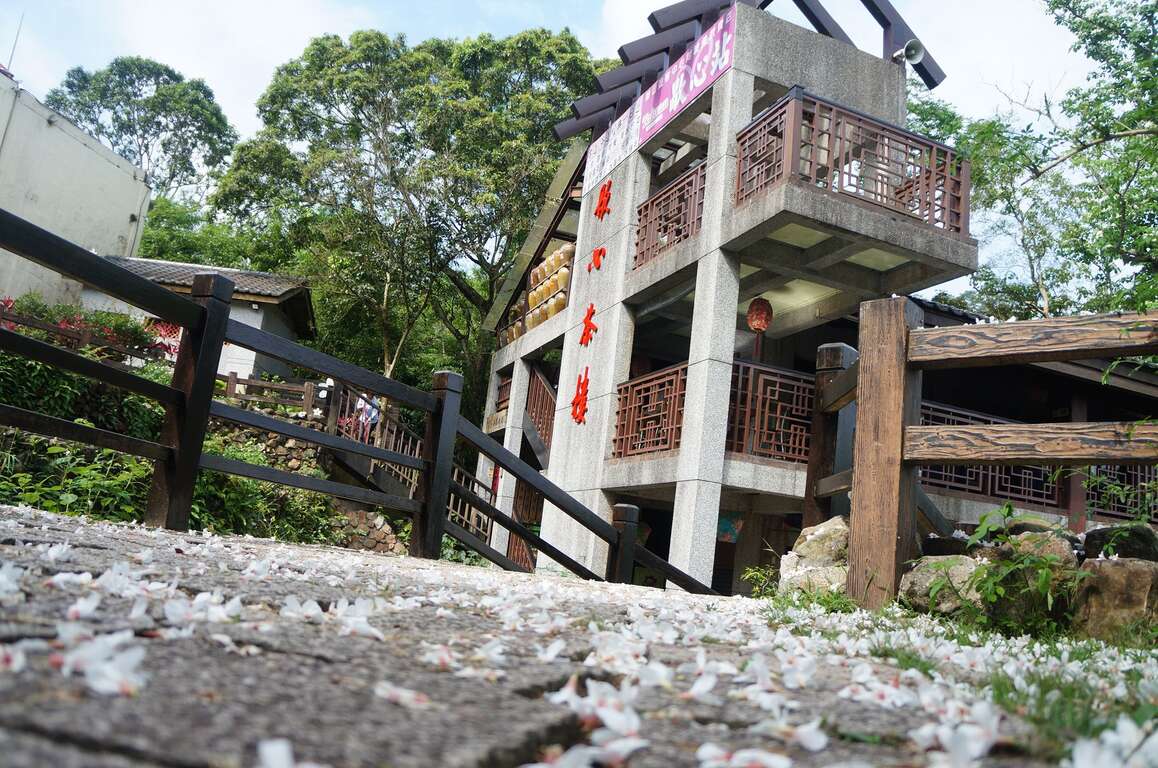 客家桐花季