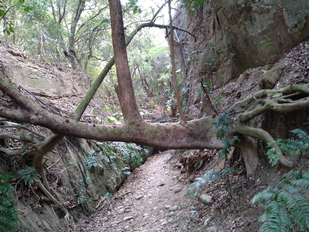 天荒地老夫妻樹