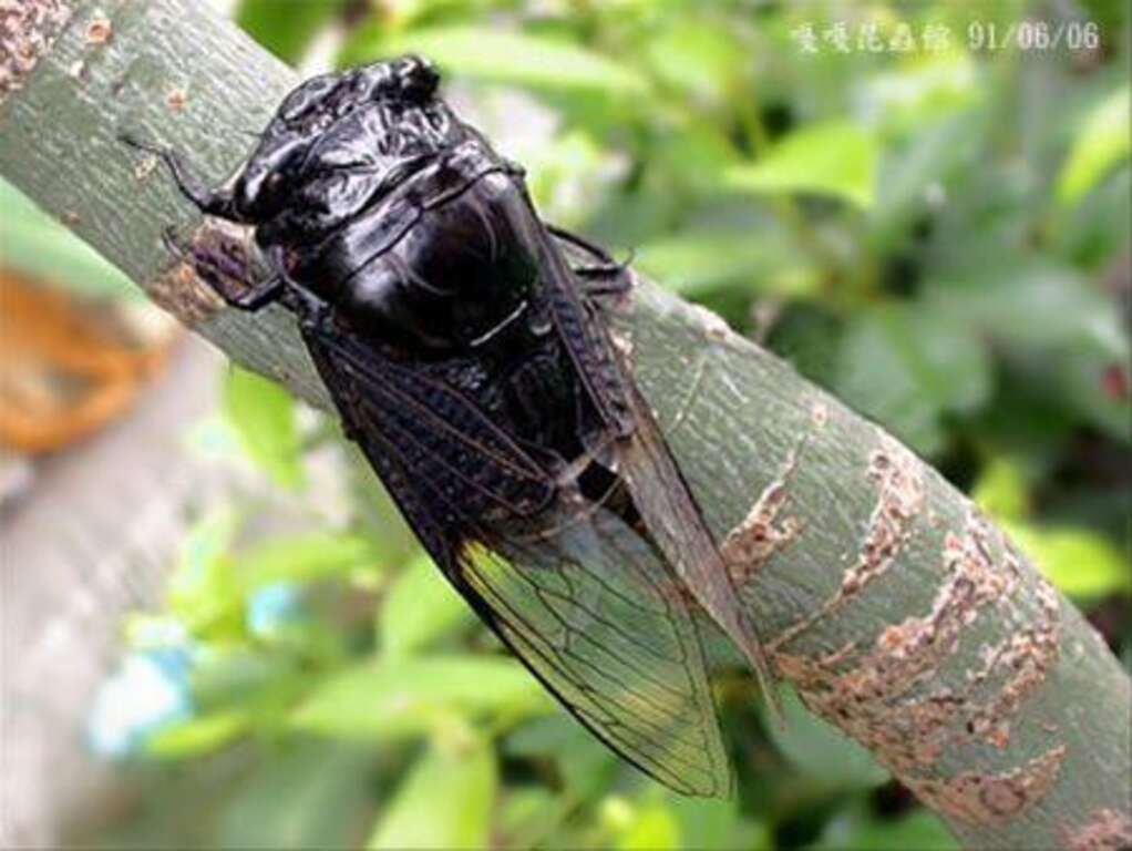 臺灣熊蟬(Cryptotympana hoisti)