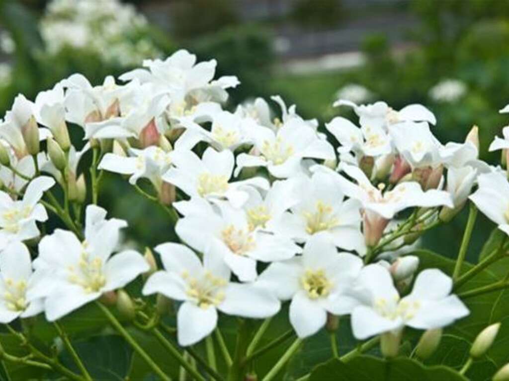 Tung Tree