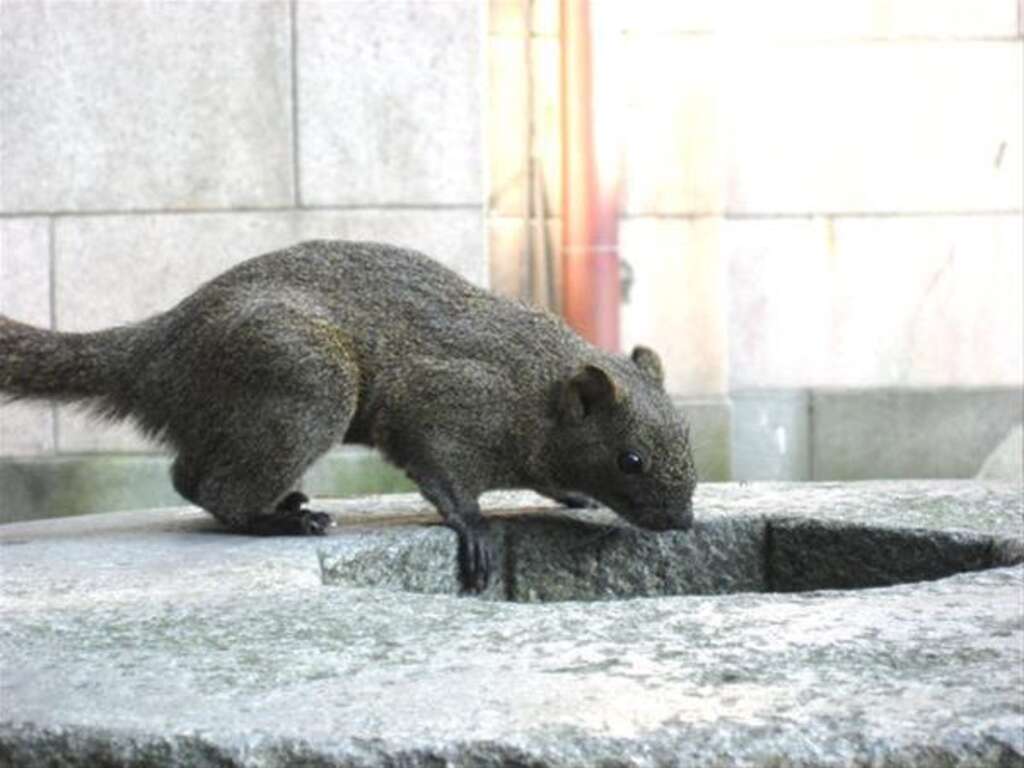 Red-bellied Squirrel