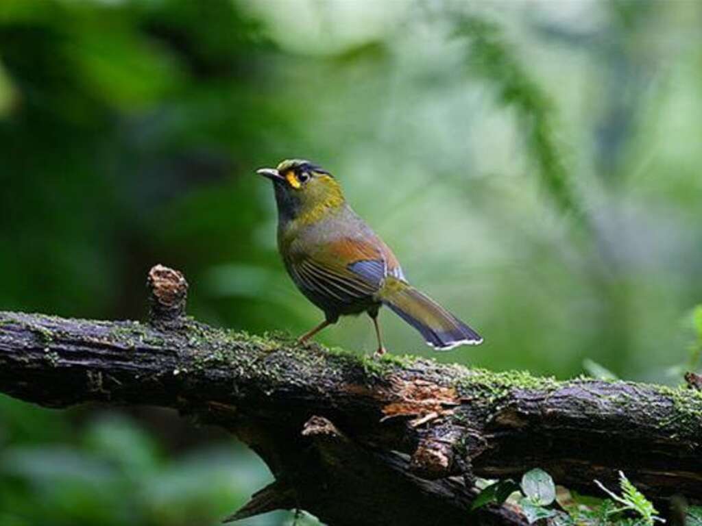 Liocichla Steerii