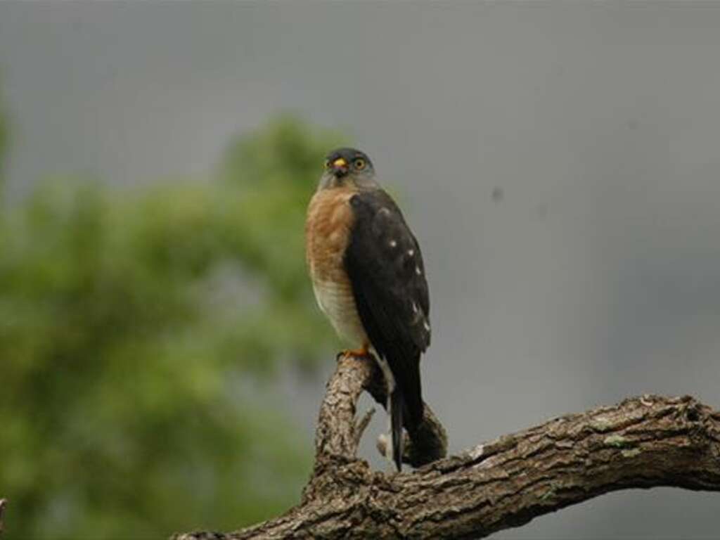 赤腹鷹(Accipiter soloensis, Chinese Goshawk)