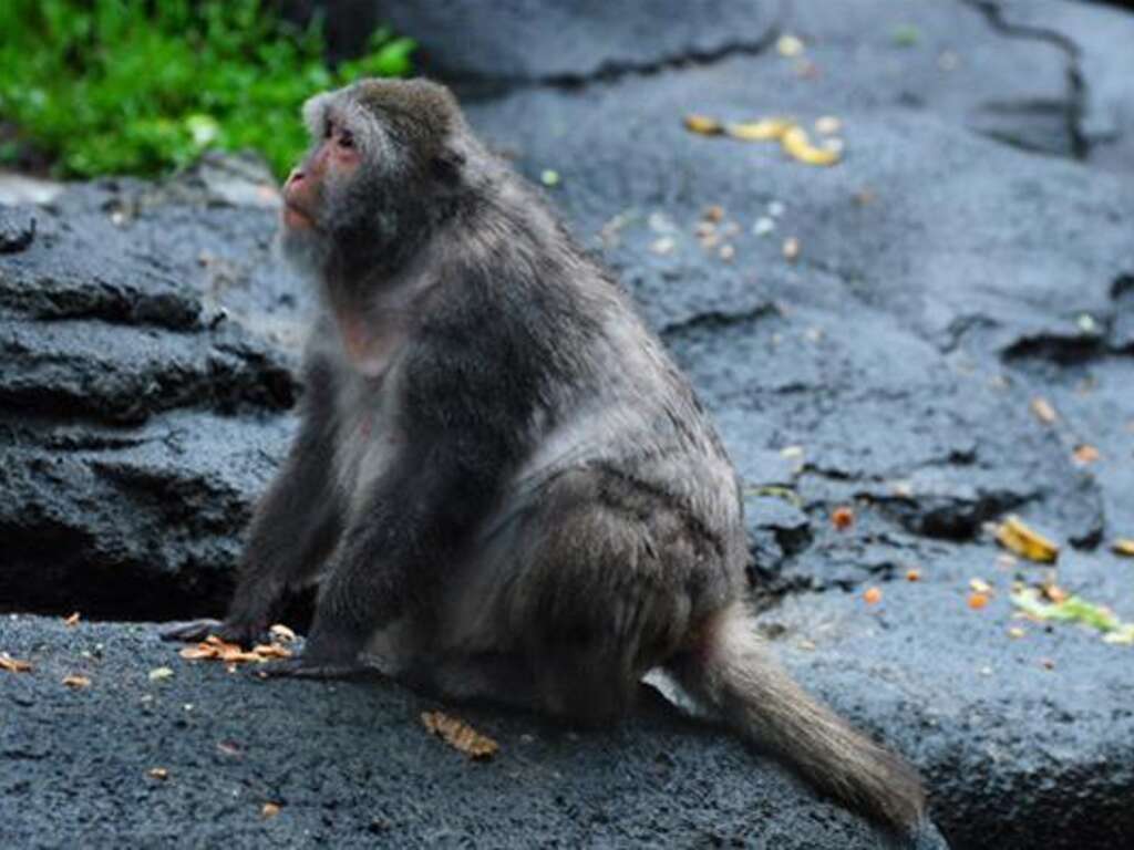 Macaca Cyclopis