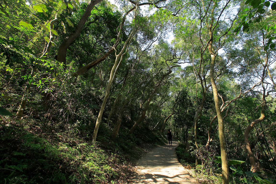 田中森林步道(第一級)景觀