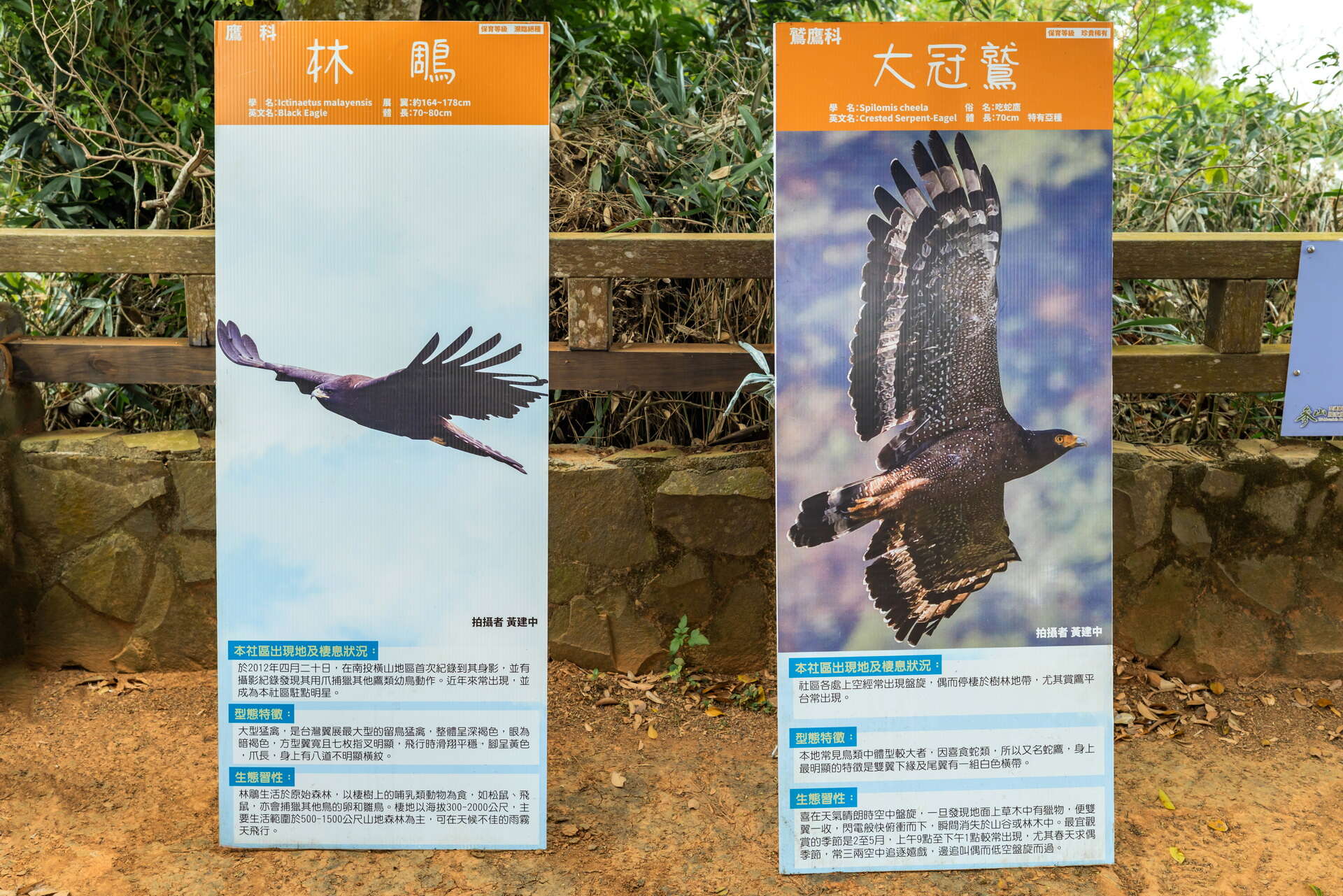 橫山賞鷹平台鳥類介紹