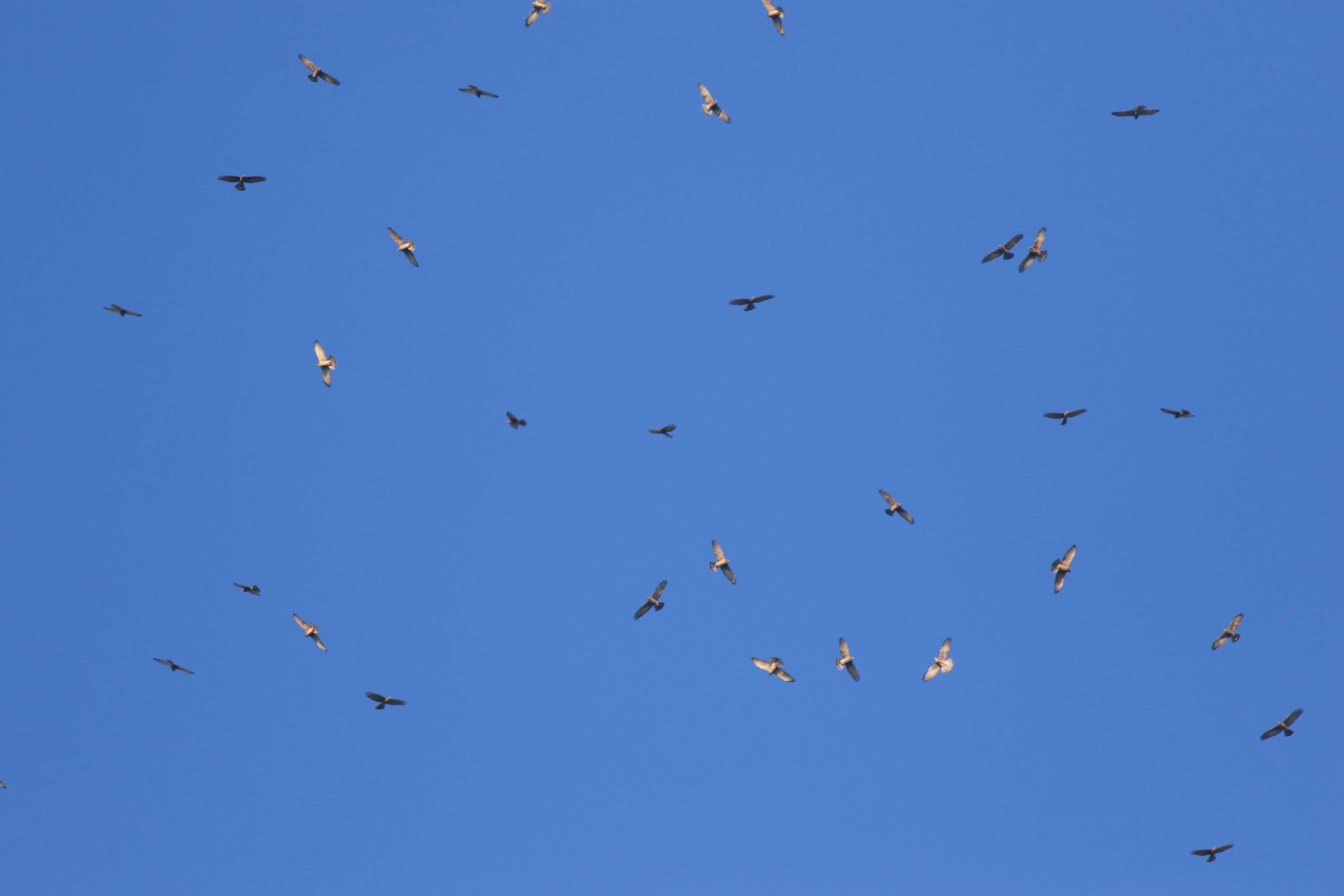 橫山タカウォッチングテラス