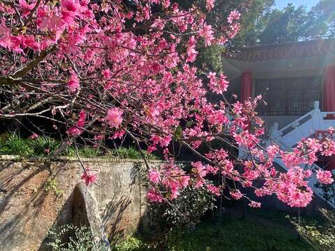 三月の彰化はコガネノウゼン、スモモが満開 「八卦山管轄区」へぜひ