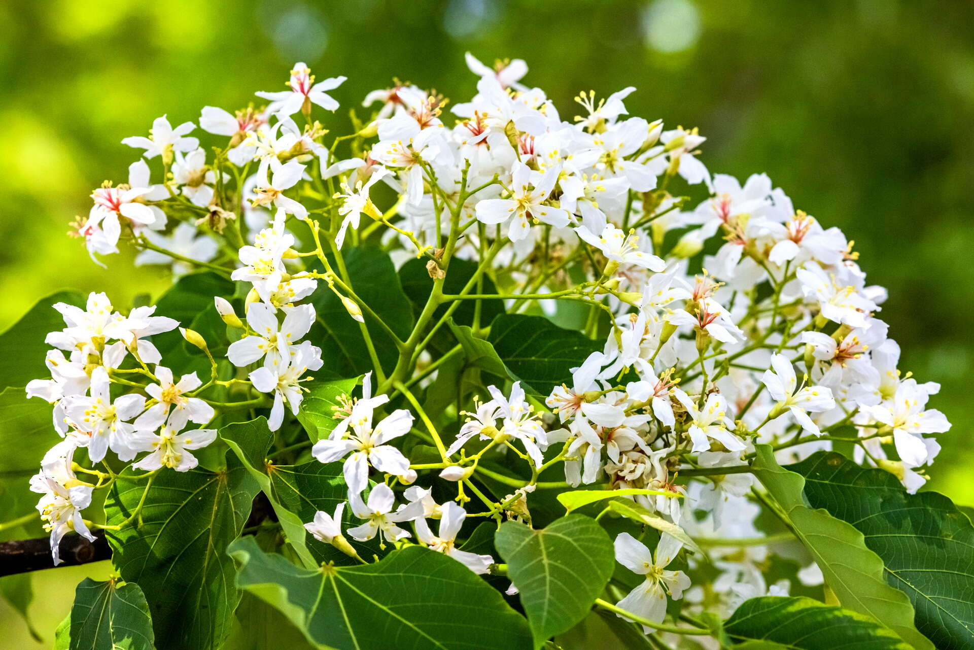 縣139線景觀道路