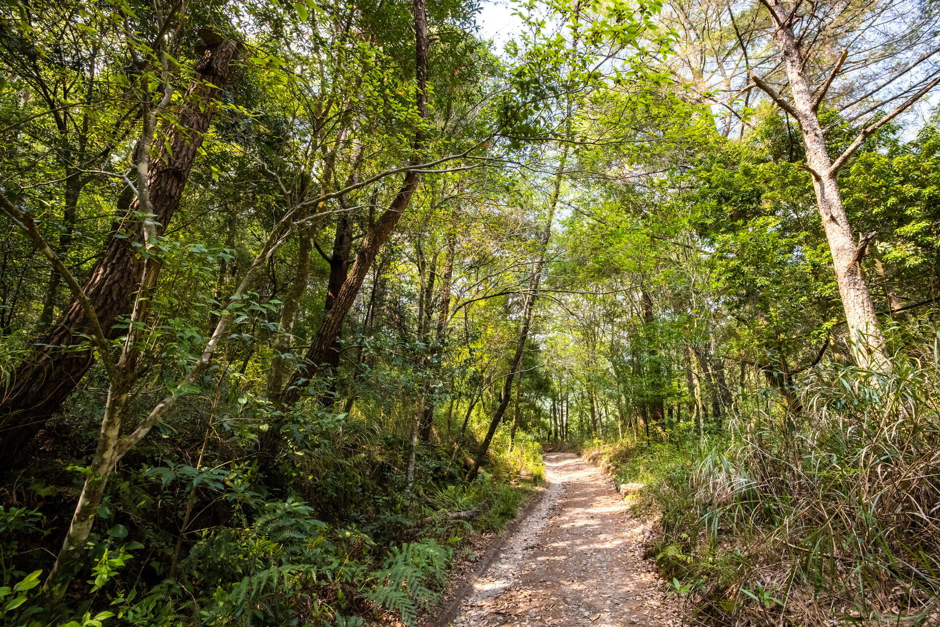 松茂部落-蒐鹿步道