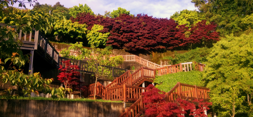 楓之谷-1956秘密花園