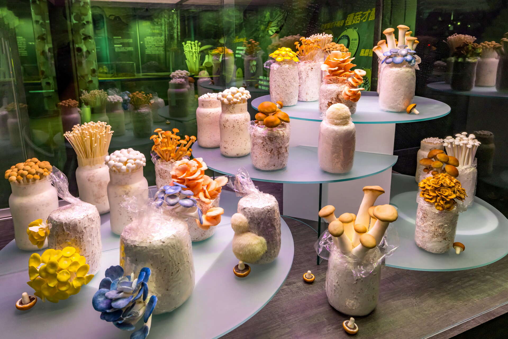 霧峰菇類產學館