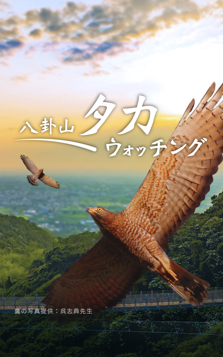 八卦山タカウォッチング