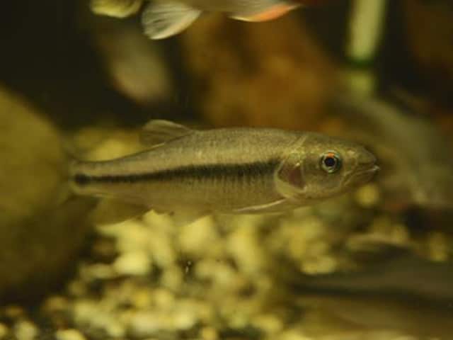 臺灣馬口魚